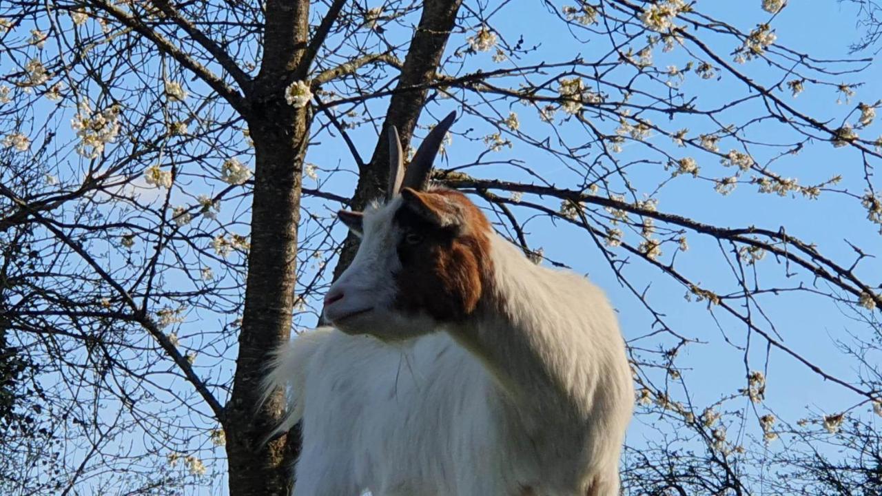 Вилла La Fermette Des Ramolleux Crecy-en-Ponthieu Экстерьер фото